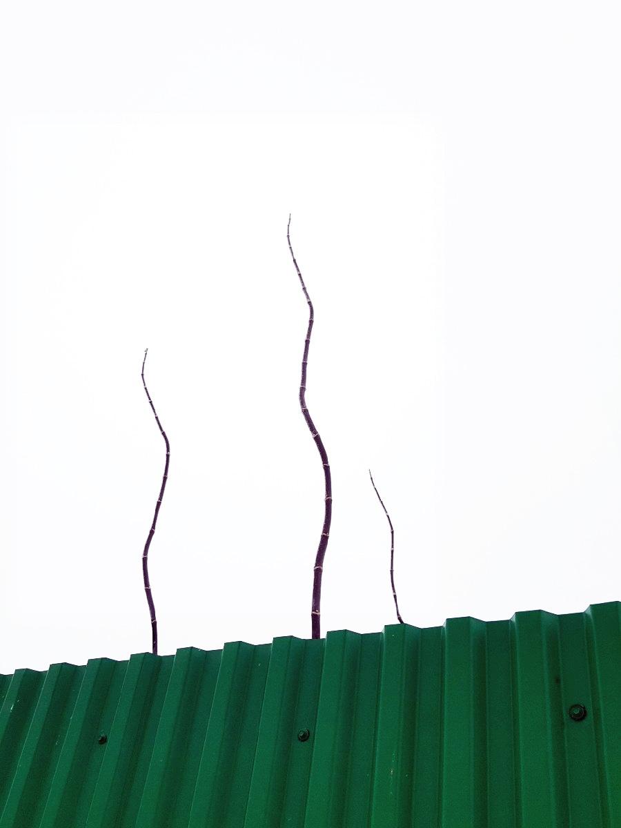 Екатерина Оленина